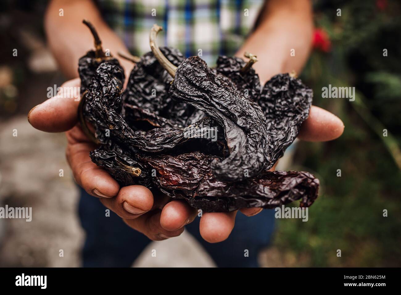 chile ancho, mexican dried chili pepper, Assortment of chili peppers in