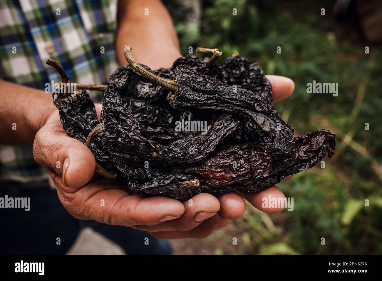 chile ancho, mexican dried chili pepper, Assortment of chili peppers in