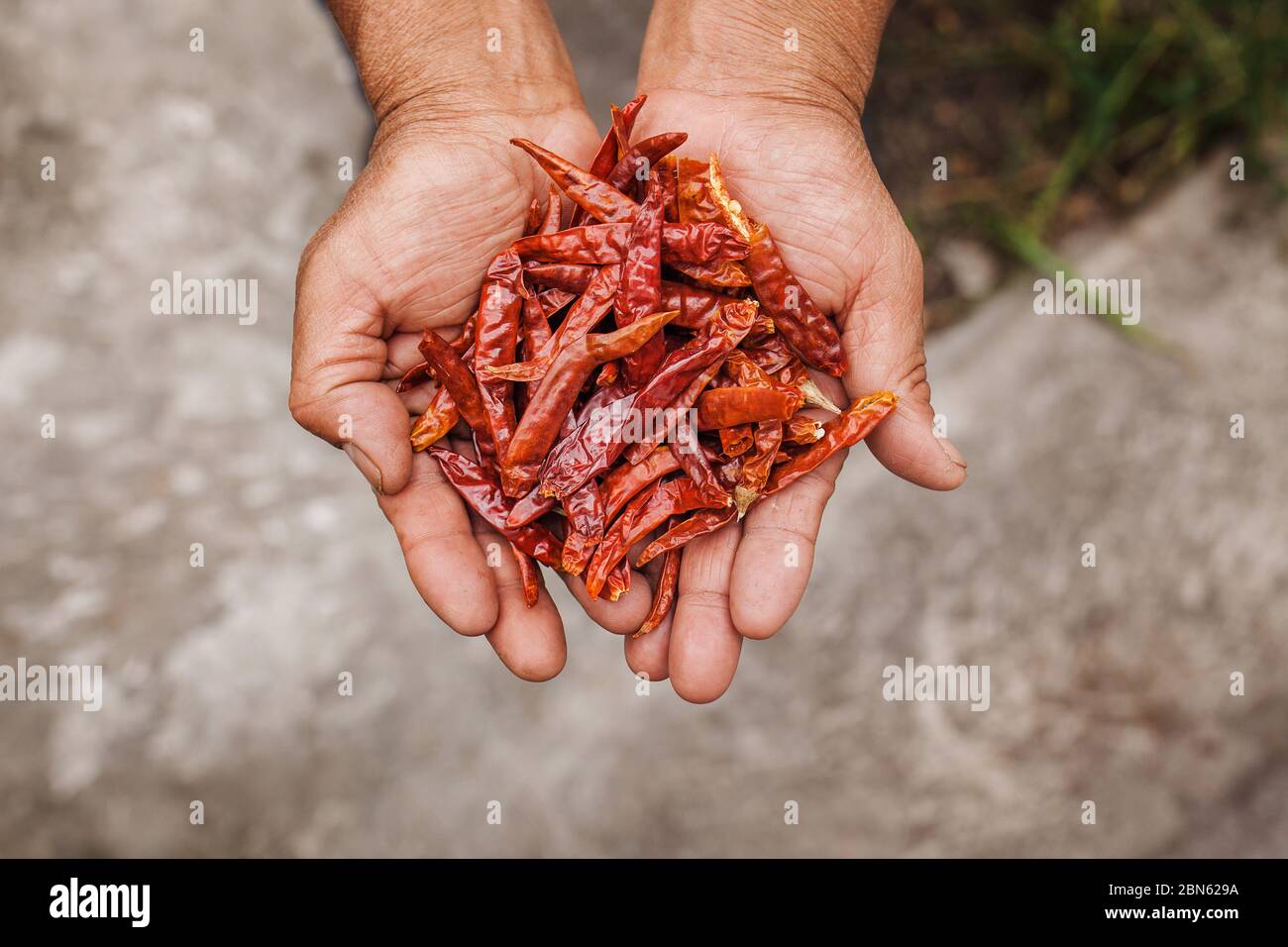 Chile Guajillo, mexican dried chili pepper, Assortment of chili peppers