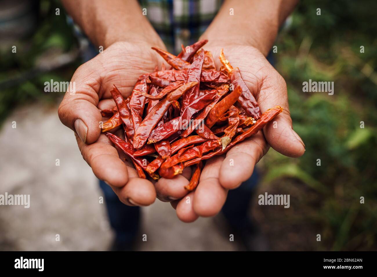Chile Guajillo, mexican dried chili pepper, Assortment of chili peppers