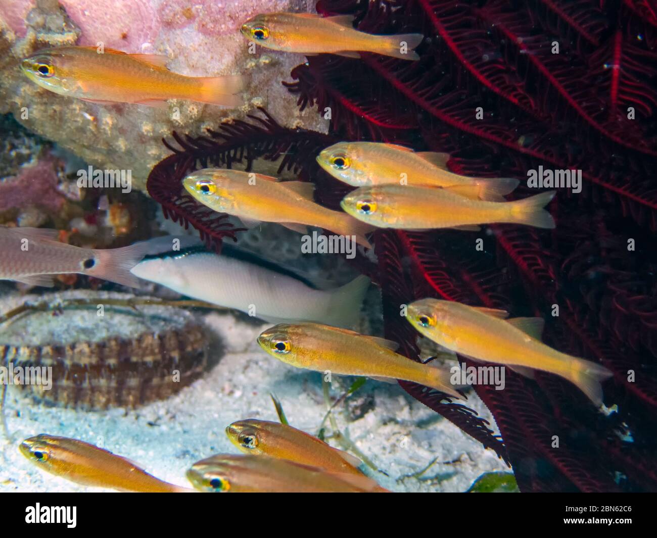 Yellow Lined Cardinalfish (Ostorhinchus chrysotaenia) Stock Photo