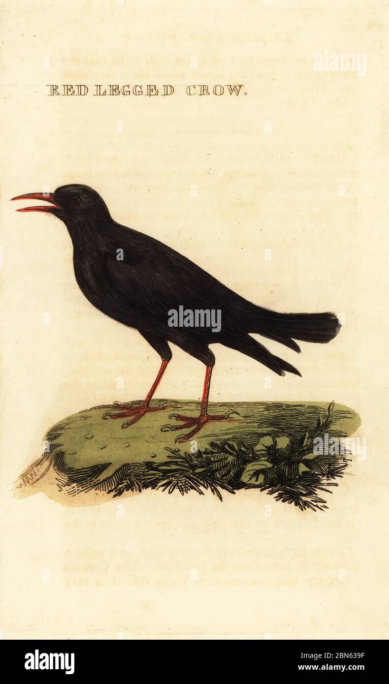 Red legged crow hi-res stock photography and images - Alamy