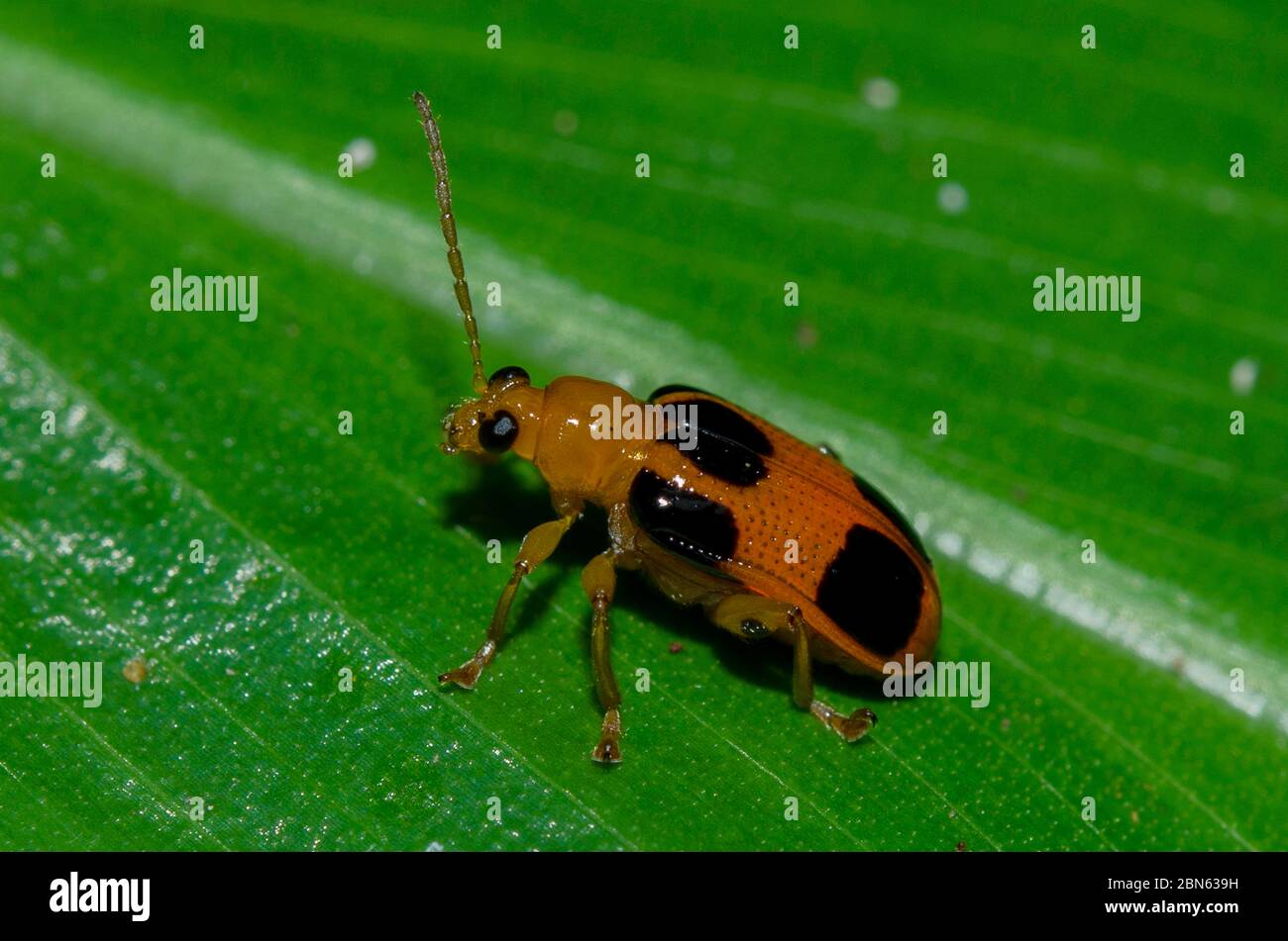 Leaf Beetle, Podontia affinis, on leaf, Klungkung, Bali, Indonesia Stock Photo