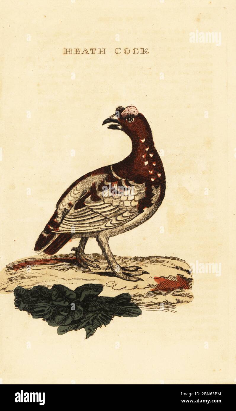 Spruce grouse, Falcipennis canadensis canace. Heath cock. After an  illustration by George Edwards of the spotted heath cock. Handcoloured  woodblock engraving from The Natural History of Birds, published by  Brightly and Childs,