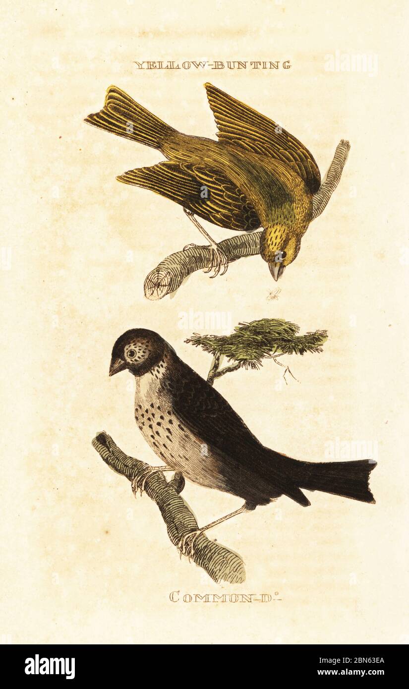 Japanese yellow bunting, Emberiza sulphurata, and corn bunting, Emberiza calandra. Yellow bunting and common bunting. Handcoloured woodblock engraving after an illustration by Edward Donovan from The Natural History of Birds, published by Brightly and Childs, Bungay, Suffolk, 1815. Charles Brightly established a printing and stereotype foundry in Bungay in 1795 and went into partnership with nonconformist radical printer John Firby Childs in 1808. Stock Photo