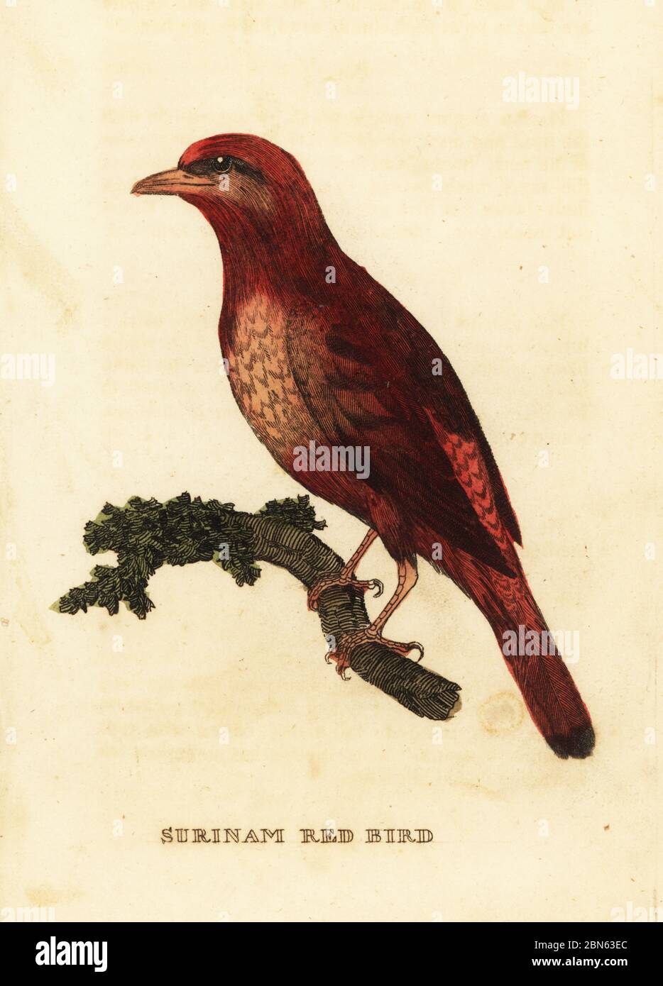 Guianan Red Cotinga Phoenicircus Carnifex Surinam Red Bird Handcoloured Woodblock Engraving After An Illustration By George Edwards From The Natural History Of Birds Published By Brightly And Childs Bungay Suffolk 1815 Charles Guianan Red Cotinga Phoenicircus Carnifex Surinam Red Bird Handcoloured Woodblock Engraving After An Illustration By George Edwards From The Natural History Of Birds Published By Brightly And Childs Bungay Suffolk 1815 Charles