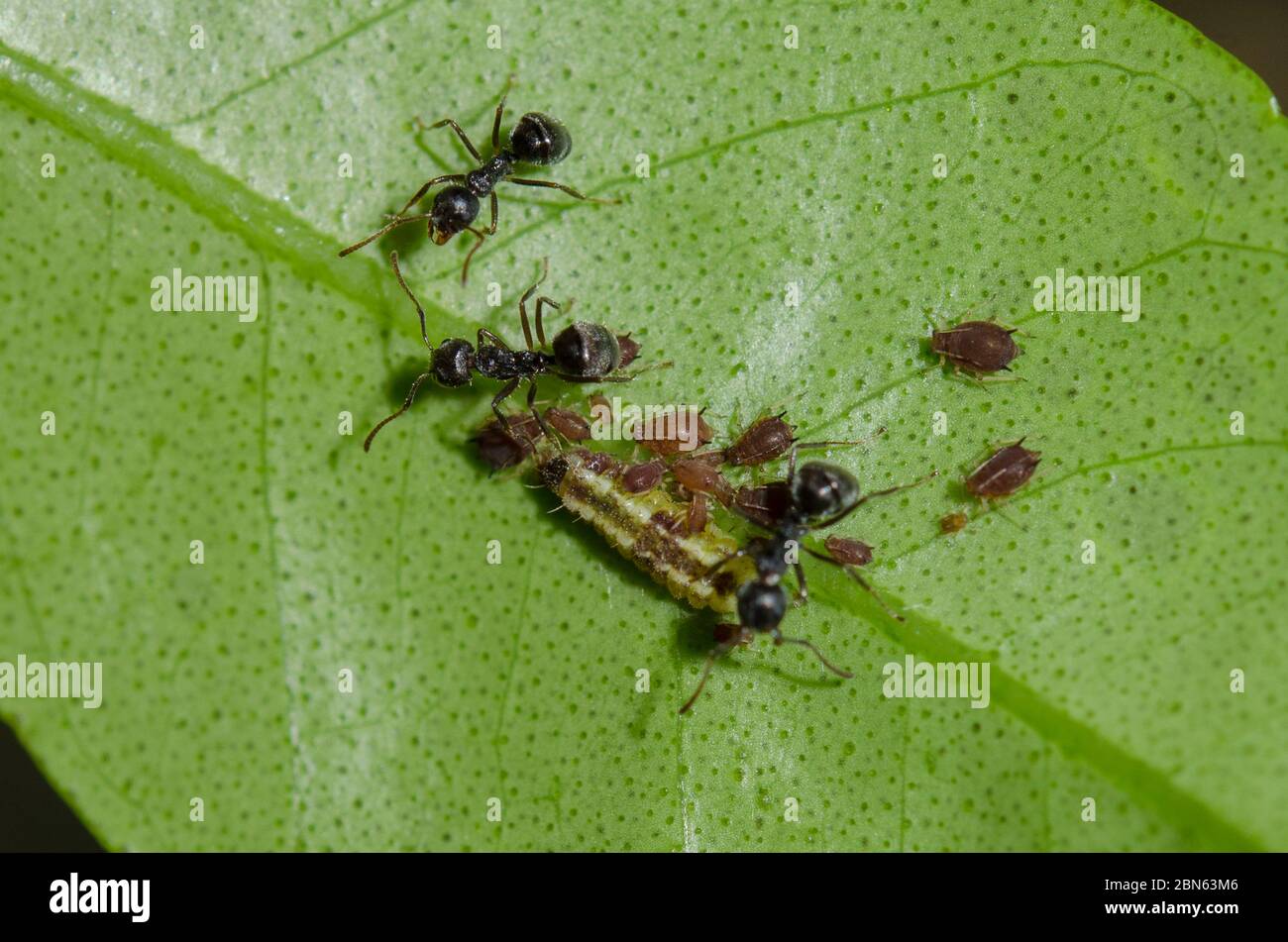 Caterpillar, Miletus sp, and Aphids, Aphididae Family, being tended by Black Weaver Ants. Polyrhachis sp, on leaf, Klungkung, Bali, Indonesia Stock Photo