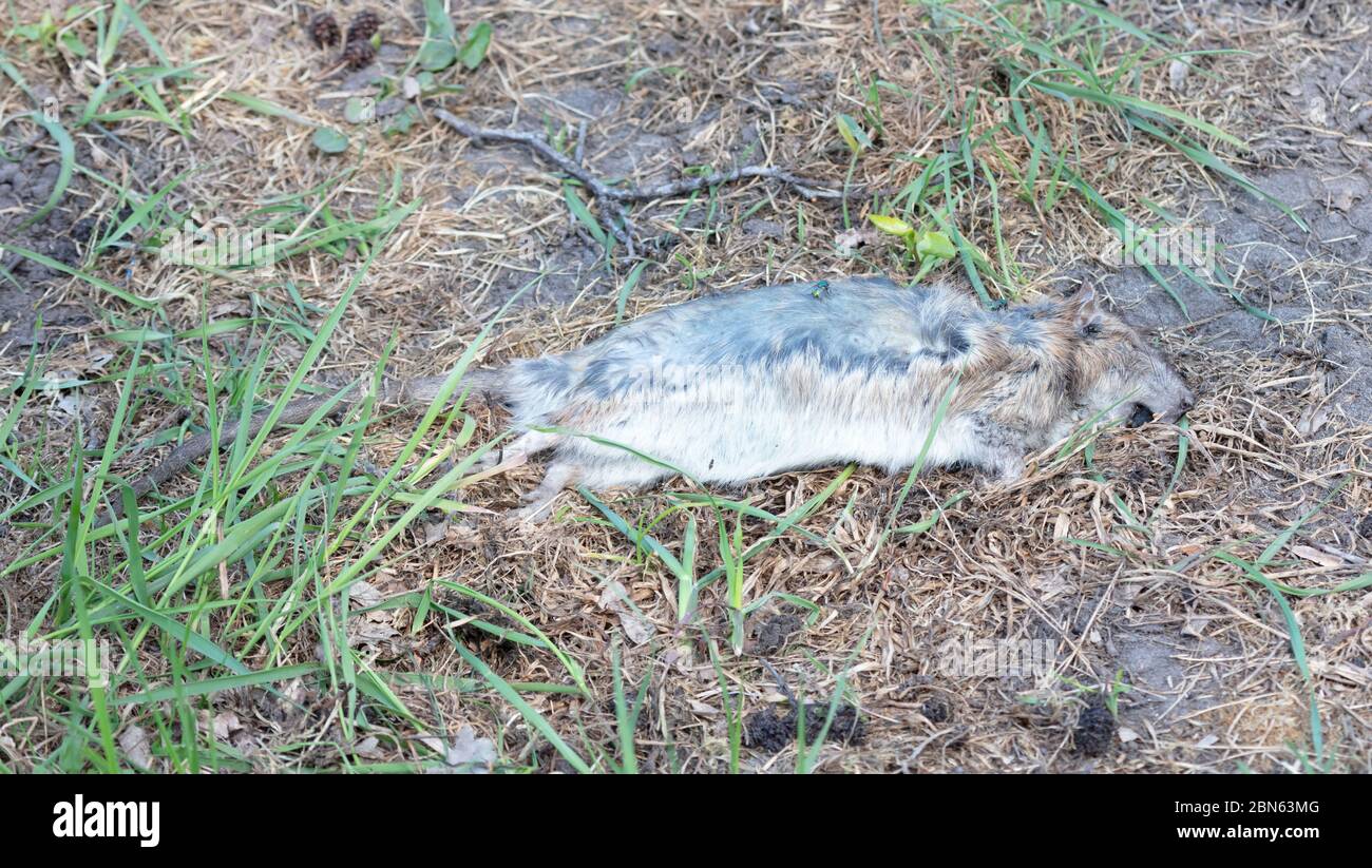 Dead muskrat hi-res stock photography and images - Alamy