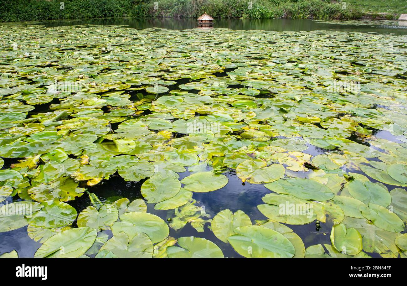 Lily pond with floating bird house Stock Photo