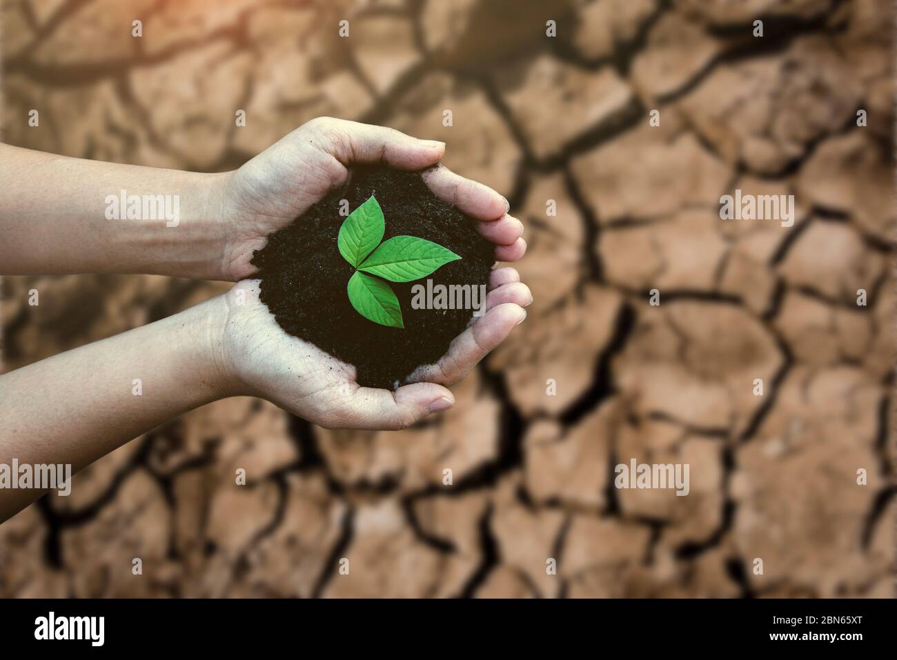 Top view hands holding tree growing on cracked earth. Saving environment and natural conservation concept with tree planing on green globe earth. Stock Photo