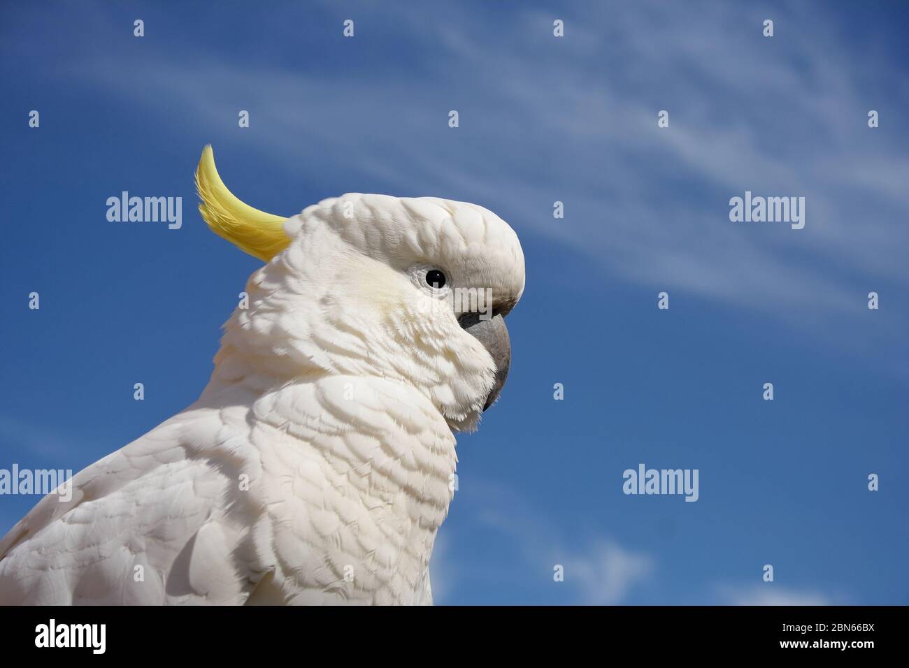 Majestic portrait of a Sulphur Crested Cockatoo (Cacatua galerita) with blue sky background. Melbourne, Australia. Stock Photo