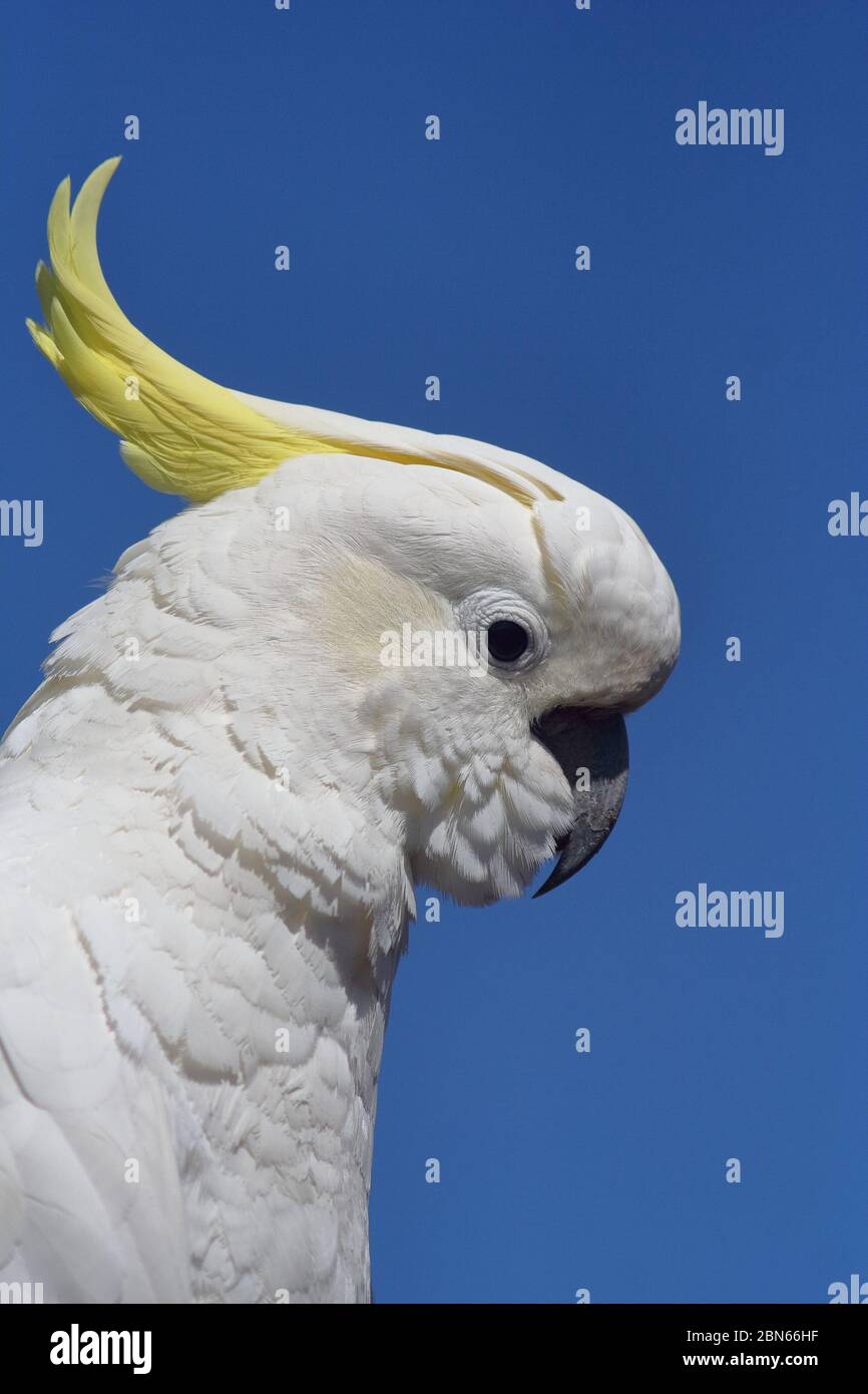 Portrait of a Sulphur Crested Cockatoo (Cacatua galerita) with blue sky background. Melbourne, Australia. Stock Photo