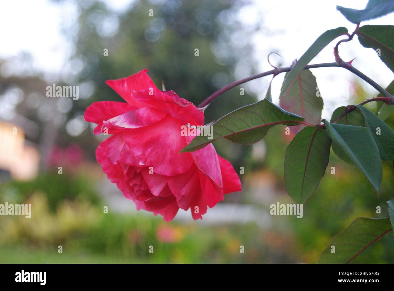 Zambia flowers hires stock photography and images Alamy
