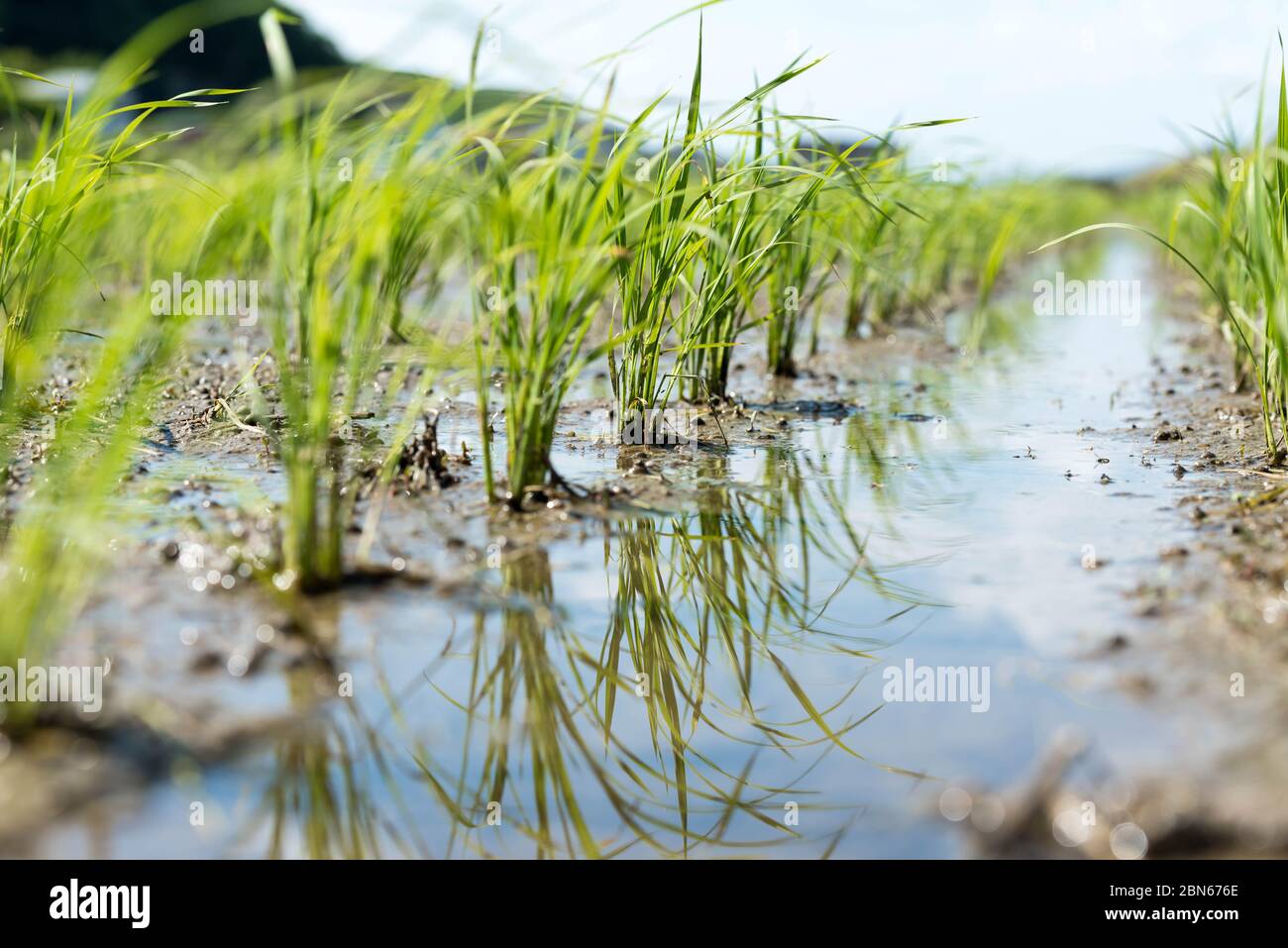 Rice seedlings newly planted in a wet rice field. Stock Photo