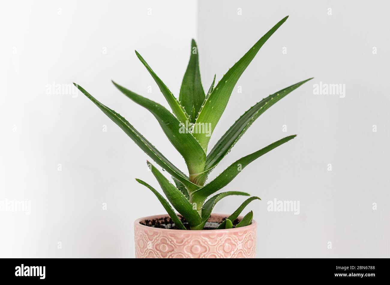 Aloe plant in a pink ceramic flower pot on the light background. Planting and care of indoor plants and flowers. Close up. Stock Photo