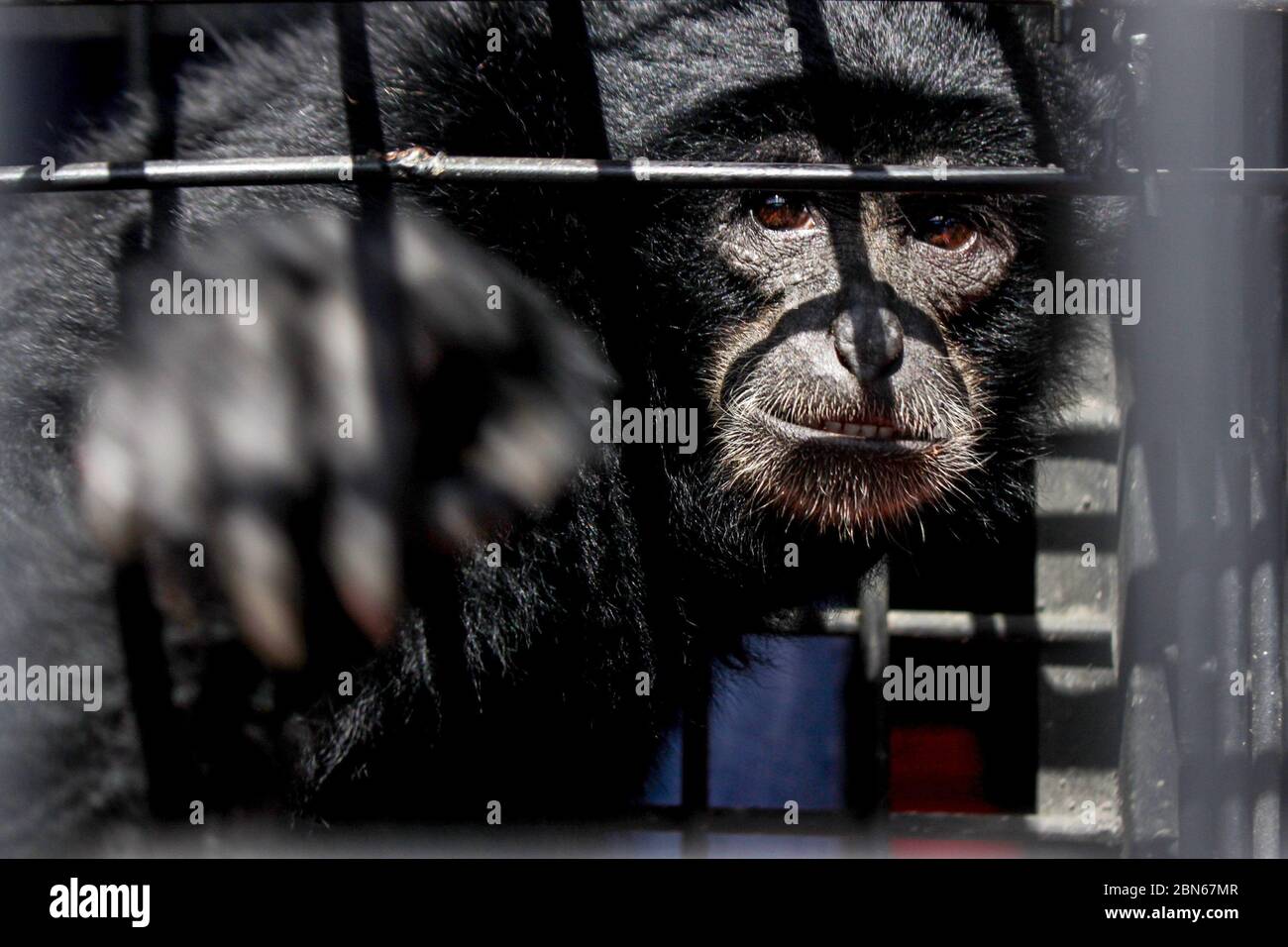 Siamang or Black Apes (Symphalangus syndactylus) are being kept in a