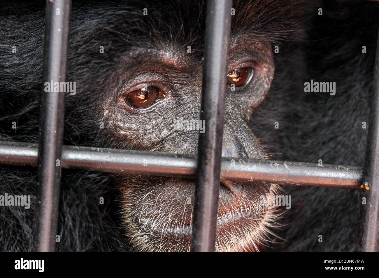 Siamang or Black Apes (Symphalangus syndactylus) are being kept in a