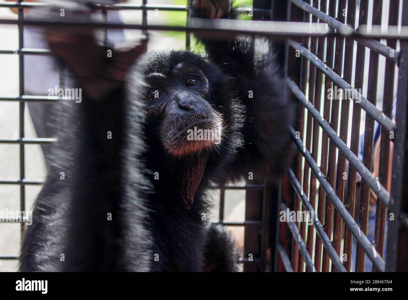 Siamang or Black Apes (Symphalangus syndactylus) are being kept in a
