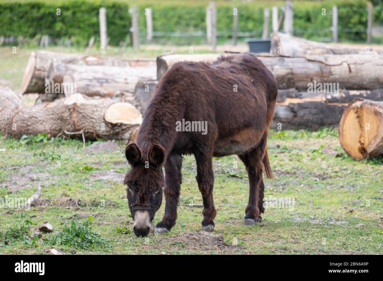 Donkey farm animal brown colour, eating grass, cute funny pets, tree trunks  in the background Stock Photo - Alamy