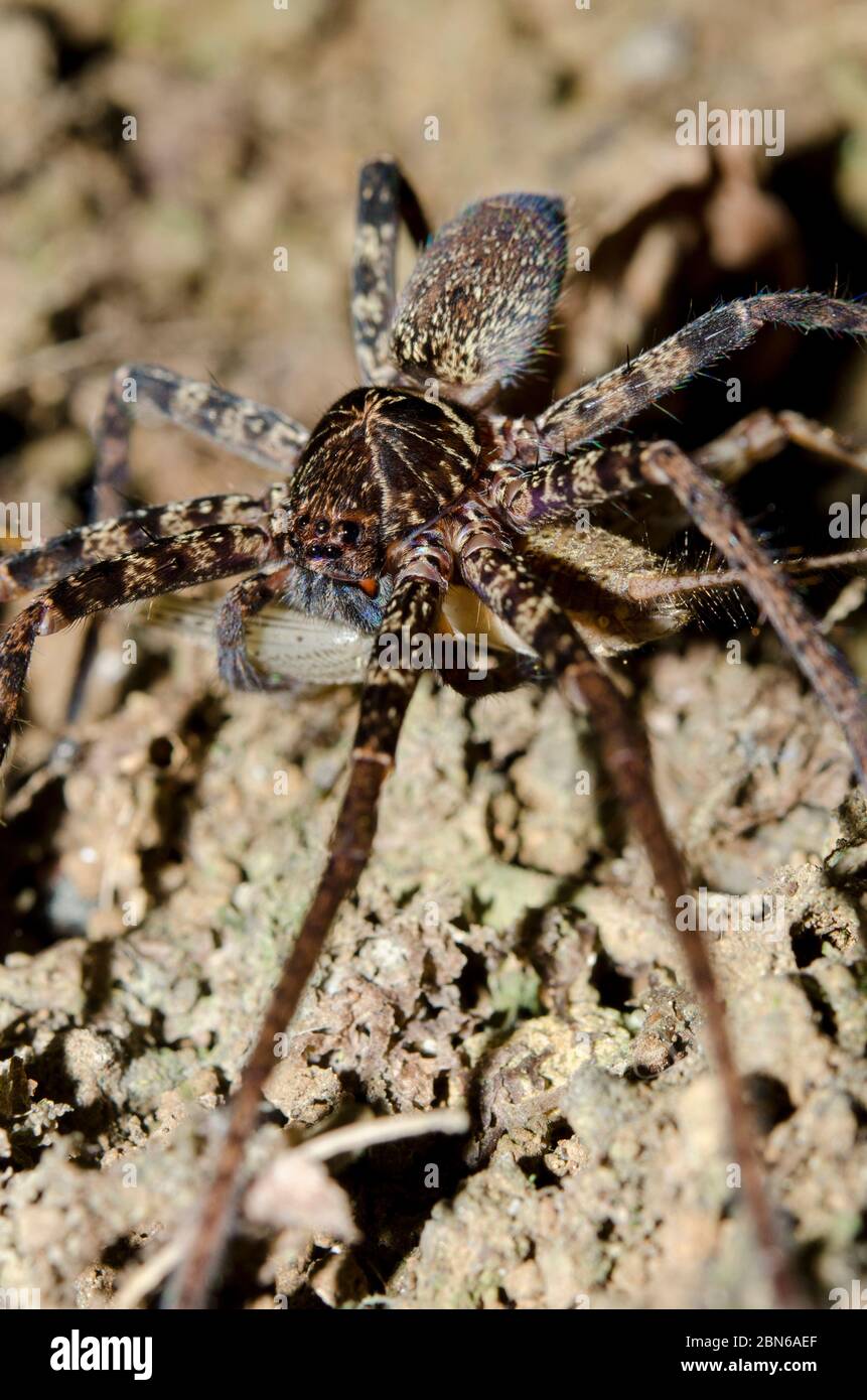 Brown Huntsman Spider,Heteropoda sp, with Cricket nymph, Gryllidae Family, Klungkung, Bali, Indonesia Stock Photo