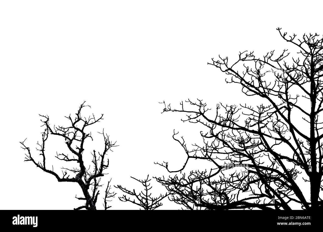 Silhouette Dead Tree And Branches Isolated On White Background Tree Branch For Graphic Design And Decoration Art On Black And White Scene Stock Photo Alamy