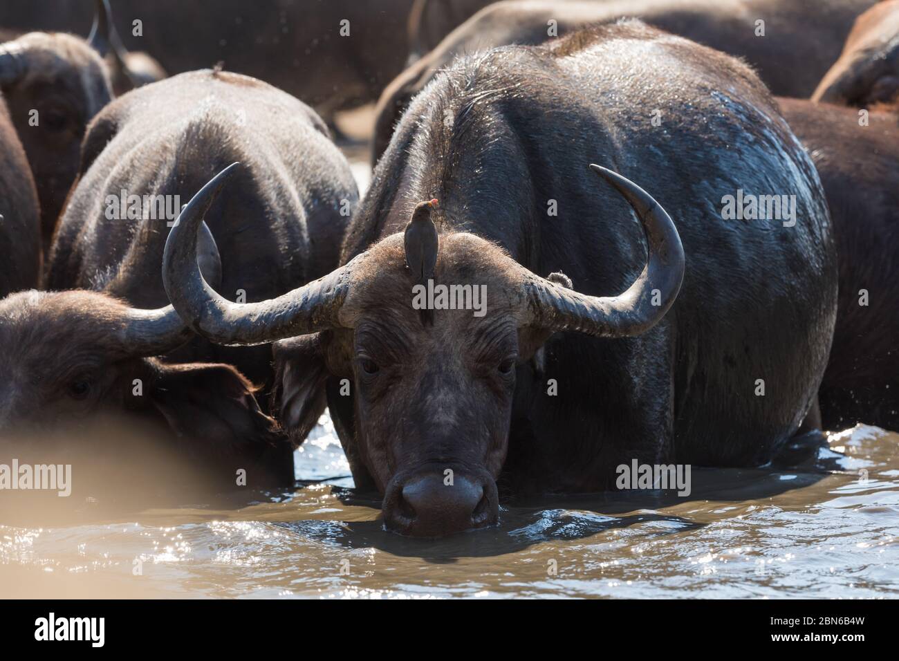 African buffalo drinking at a waterhole near Kavinga Lodge with oxpeckers on its head, Zimbabwe Stock Photo