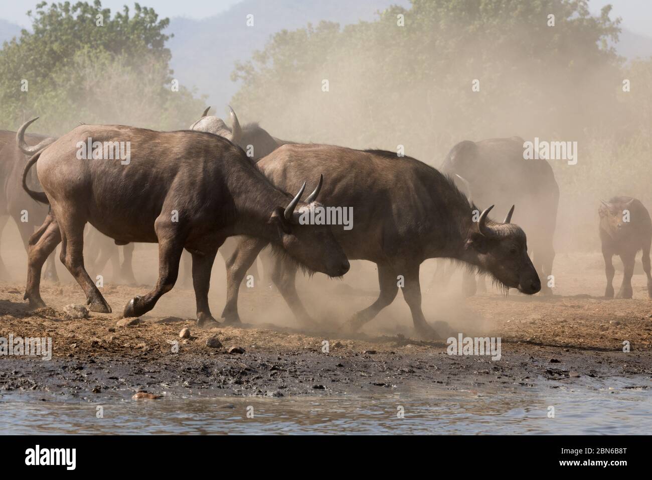 Huge herd of african buffalos drinking at a waterhole near Kavinga Lodge, Zimbabwe Stock Photo