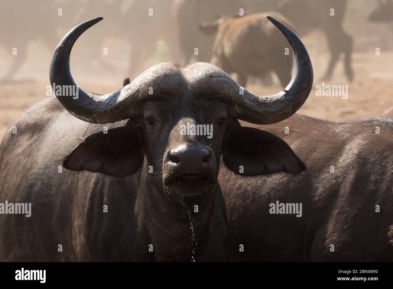 Single buffalo with oxpeckers on its head, drinking at a waterhole near Kavinga Lodge, Zimbabwe Stock Photo