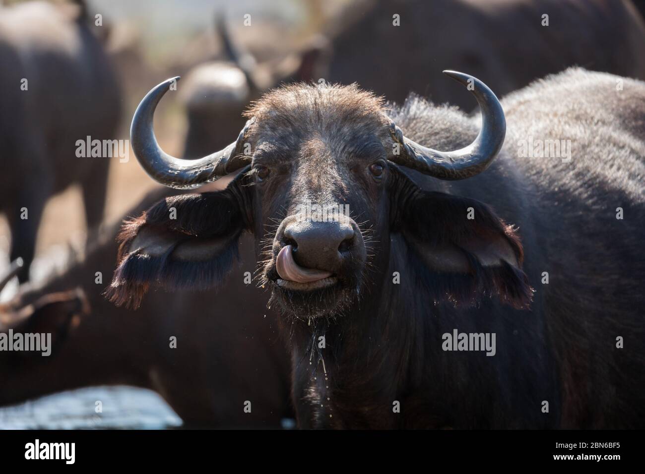 African buffalo licking its nose with its tongue, Kavinga Lodge, Zimbabwe Stock Photo