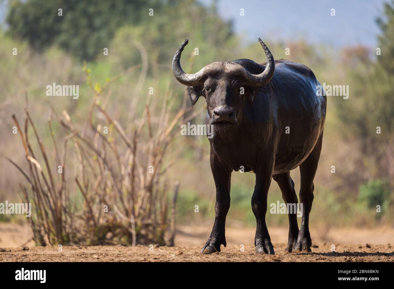 Wet single buffalo after bath and drinking at a waterhole near Kavinga Lodge, Zimbabwe Stock Photo