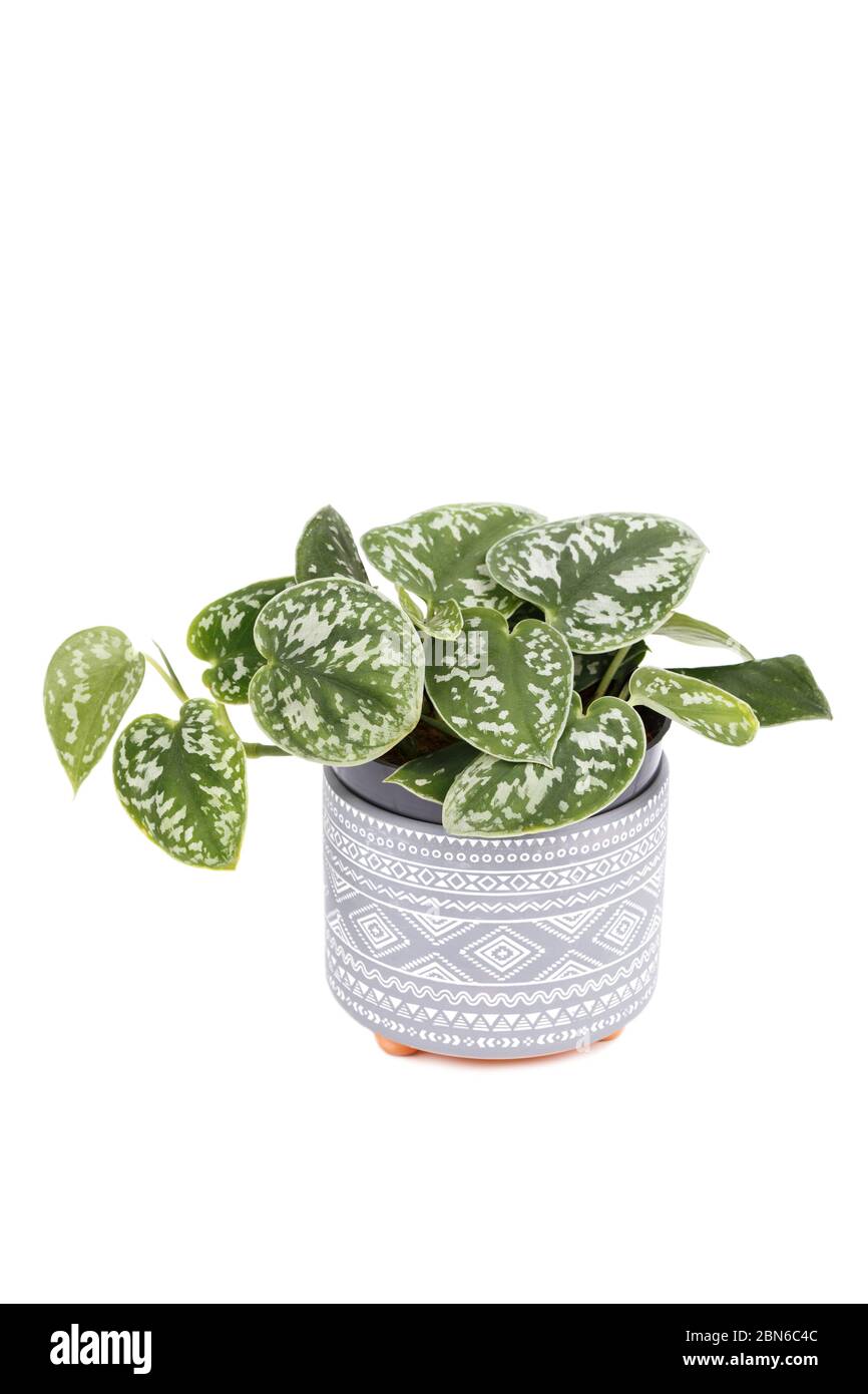 Epipremnum pictum Argyraeus or Satin Pothos in a modern pot, trendy houseplant, vertical Stock Photo