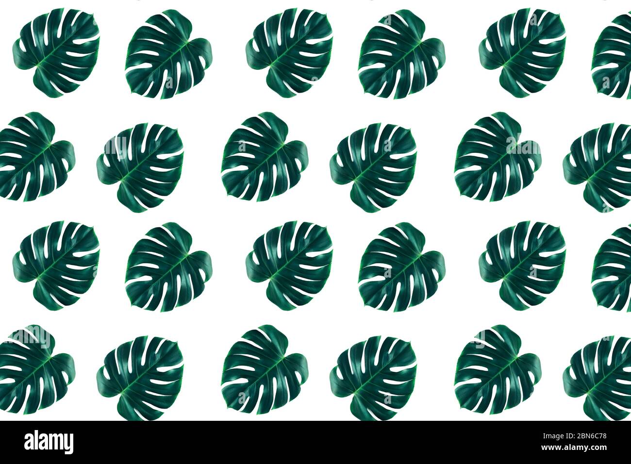 Pattern of tropical jungle monstera leaves isolated on white background. Flat lay style. Stock Photo