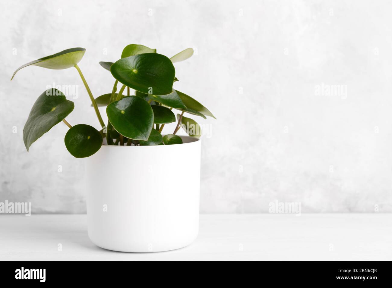 Peperomia polybotrya or Raindrop Peperomia house plant in a white pot, copy space Stock Photo