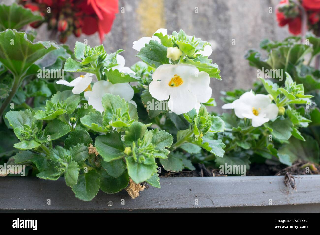 Detailed view of white flowering Bacopa, also known as Sutera cordata or Chaenostoma cordatum in a flower bed Stock Photo