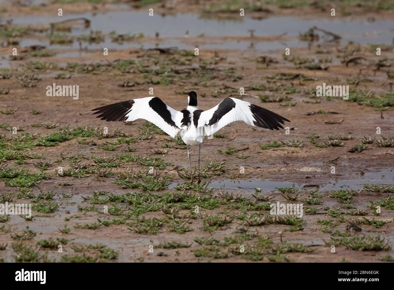 Avocet bird with wings open standing on marsh land. Black and white animal wildlife in Norfolk UK Stock Photo