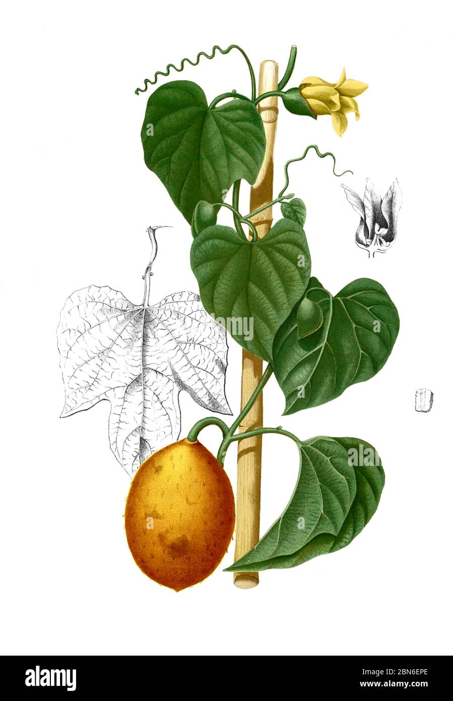 Vietnam / Philippines: Gac fruit (Momordica cochinchinensis), from Francisco Manuel Blanco's Flora de Filipinas, 1883.  Gấc (Momordica cochinchinensis Stock Photo