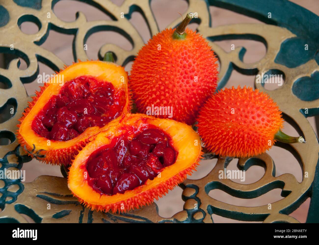 Thailand: Gac fruit (Momordica cochinchinensis), Chiang Mai, northern Thailand.  Gấc (Momordica cochinchinensis), originally discovered in Vietnam, is Stock Photo