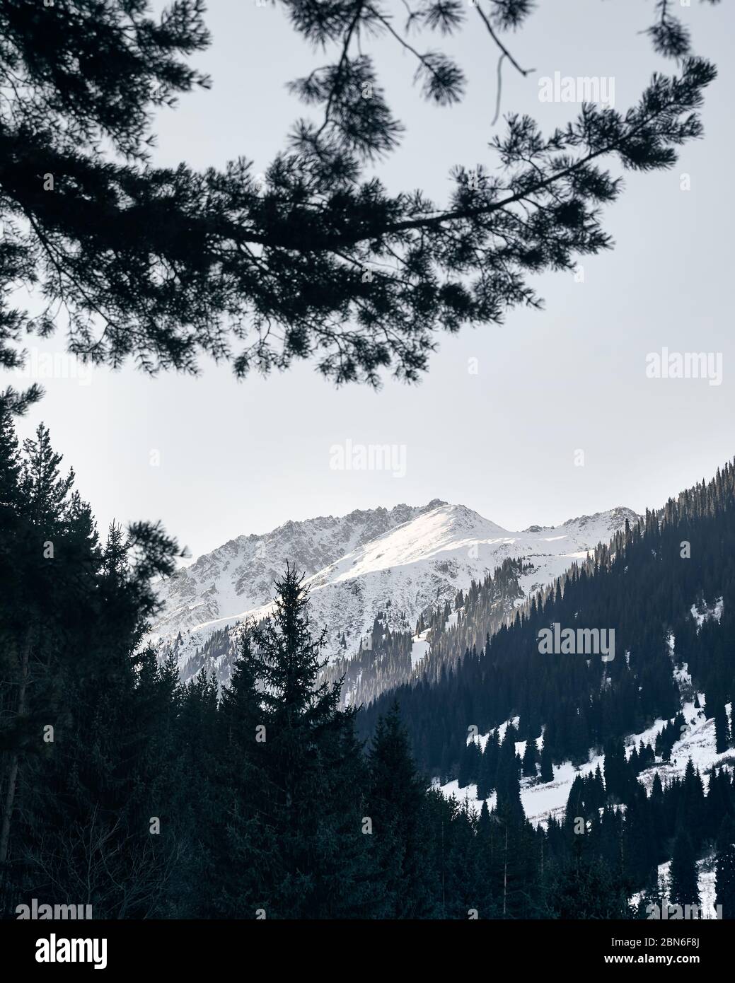 Fir tree forest and mountains with snow at winter time in Kazakhstan Stock Photo