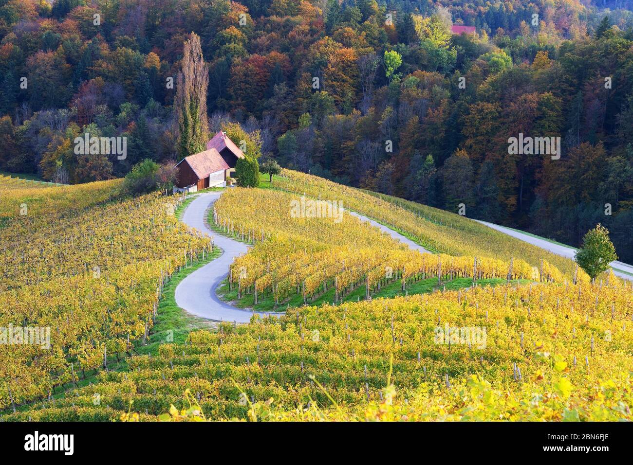 Famous heart-shaped road in Slovenian vineyard Stock Photo