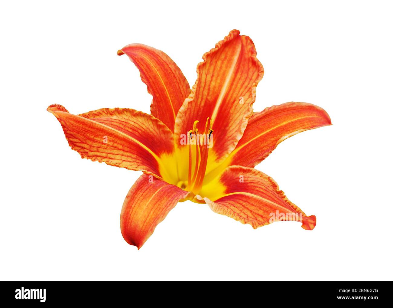 Orange day lily flower white background isolated close up, red and yellow petals lilly, bright beautiful hippeastrum macro, colorful amaryllis flower Stock Photo