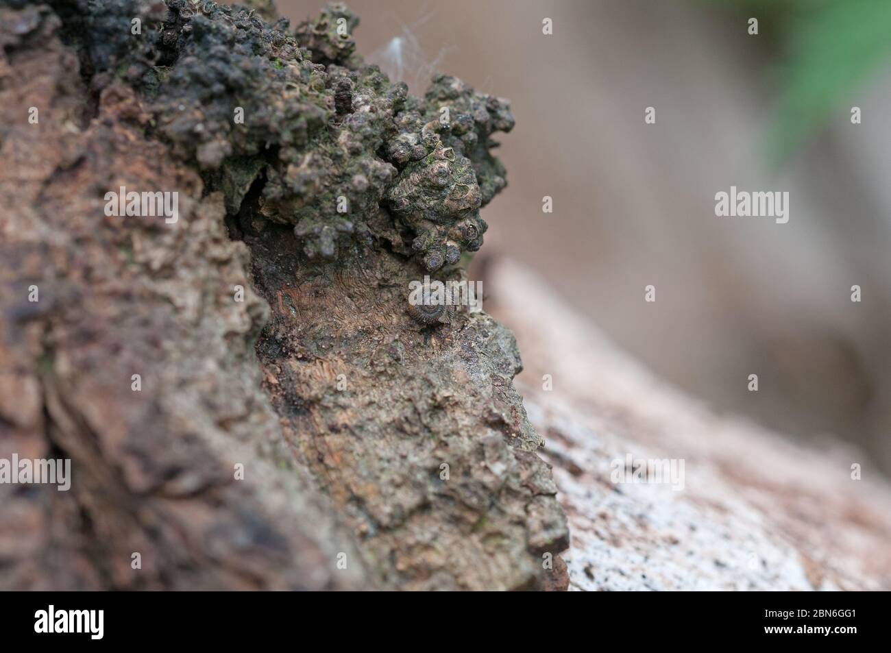 close up of bark Stock Photo