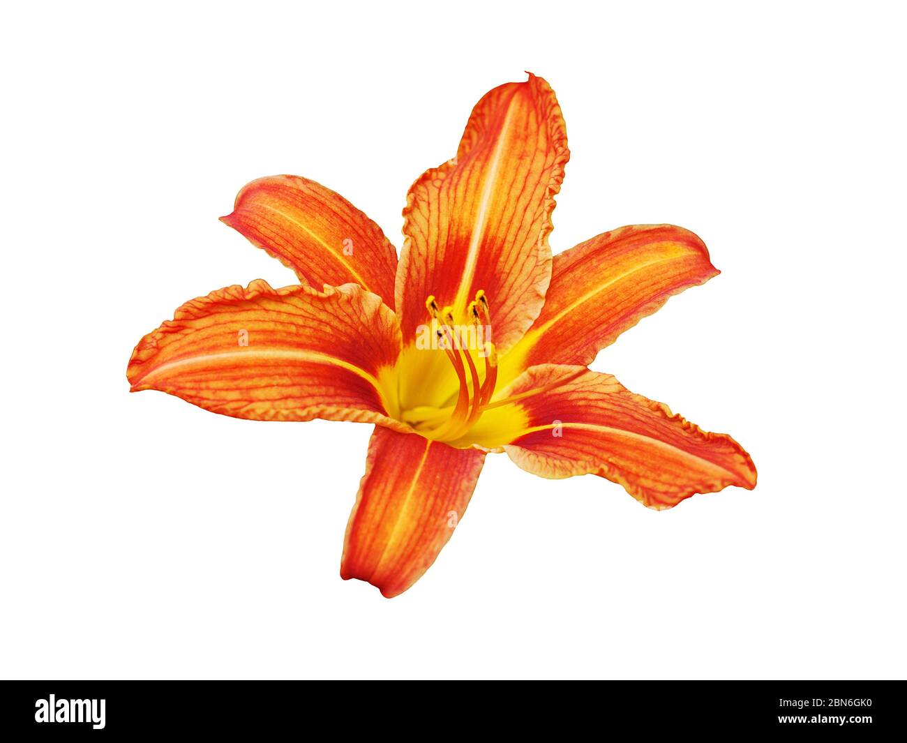 Orange day lily flower white background isolated close up, red and yellow petals lilly, bright beautiful hippeastrum macro, colorful amaryllis flower Stock Photo