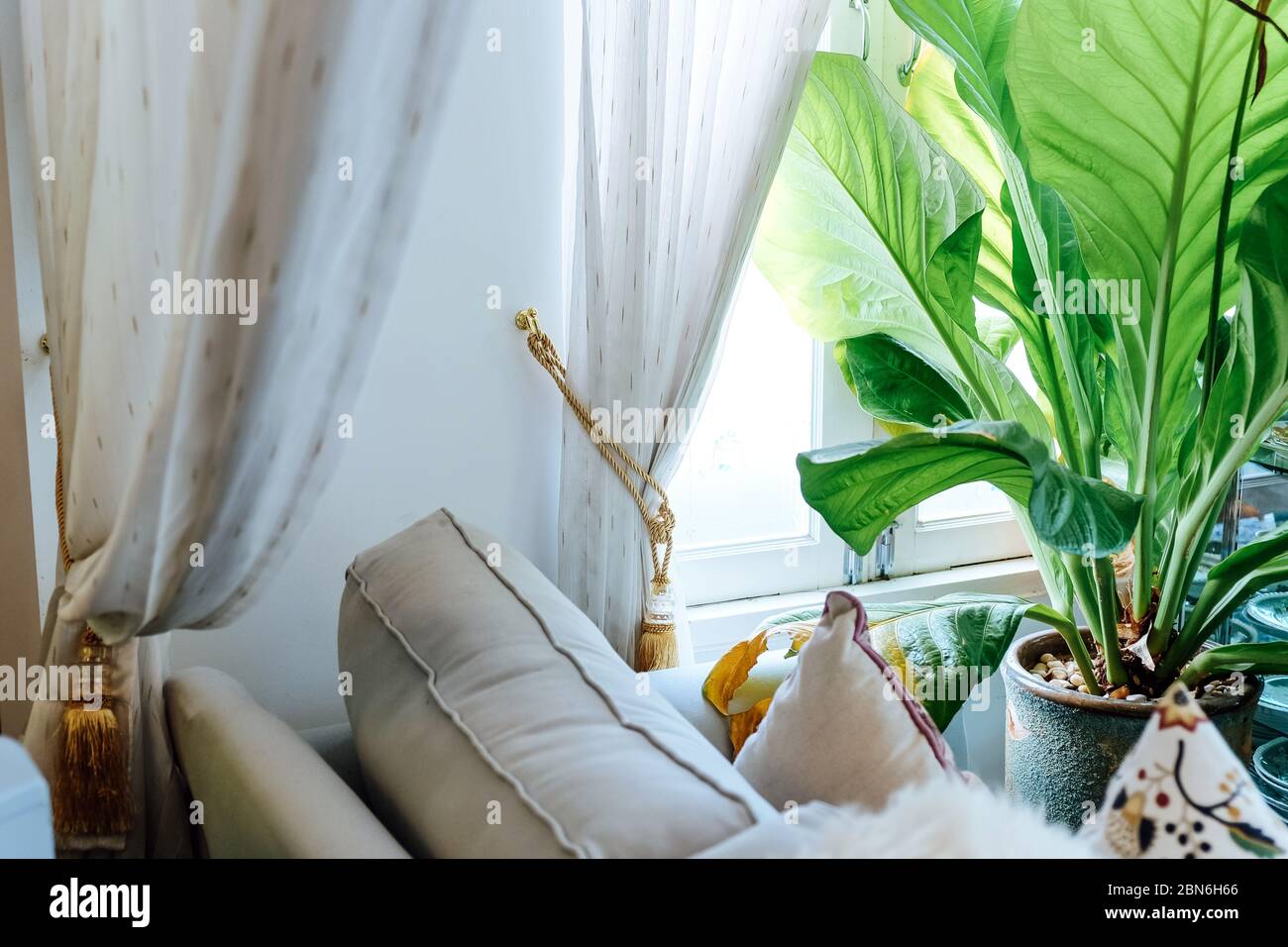 Big green leafs in elegant living room interior, Living room decorated ...