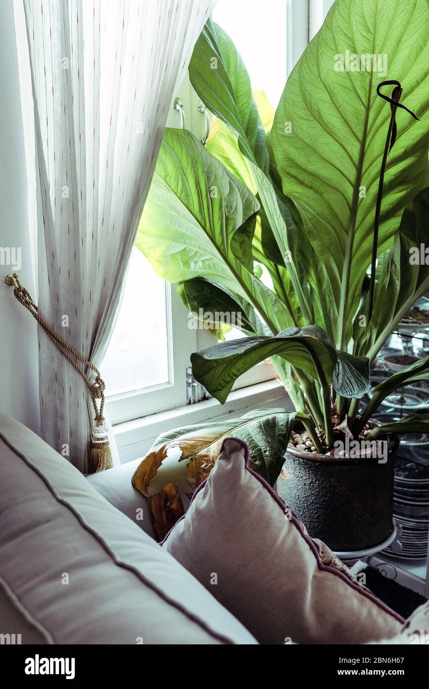 Big green leafs in elegant living room interior, Living room decorated ...