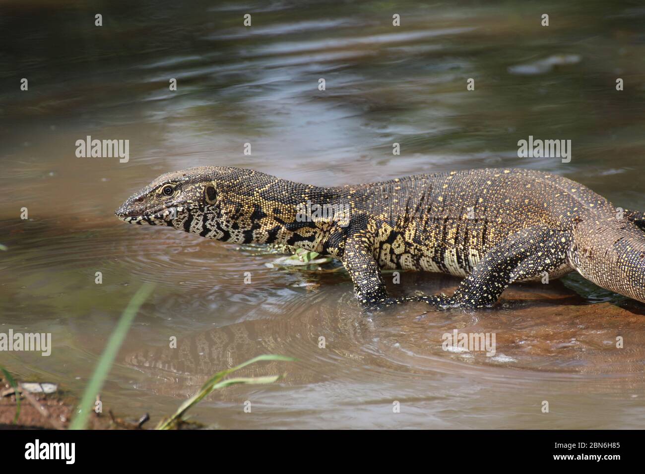 South African reptiles Stock Photo - Alamy