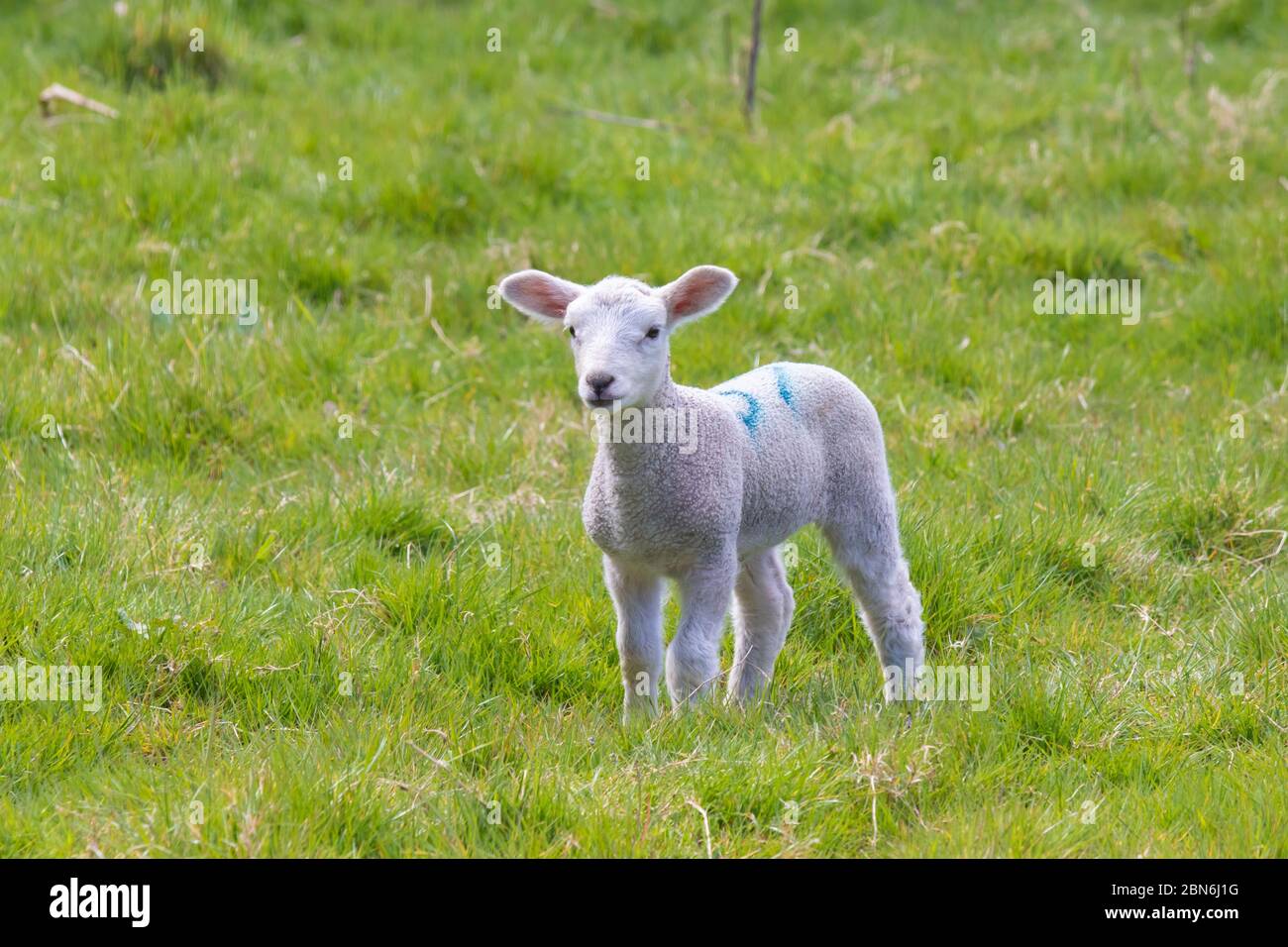 portrait of a lamb with pink ears on grass looking at camera Stock Photo