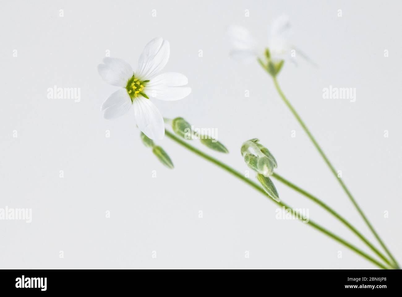 Close-up of the Snow-in Summer white flowering plant. Stock Photo
