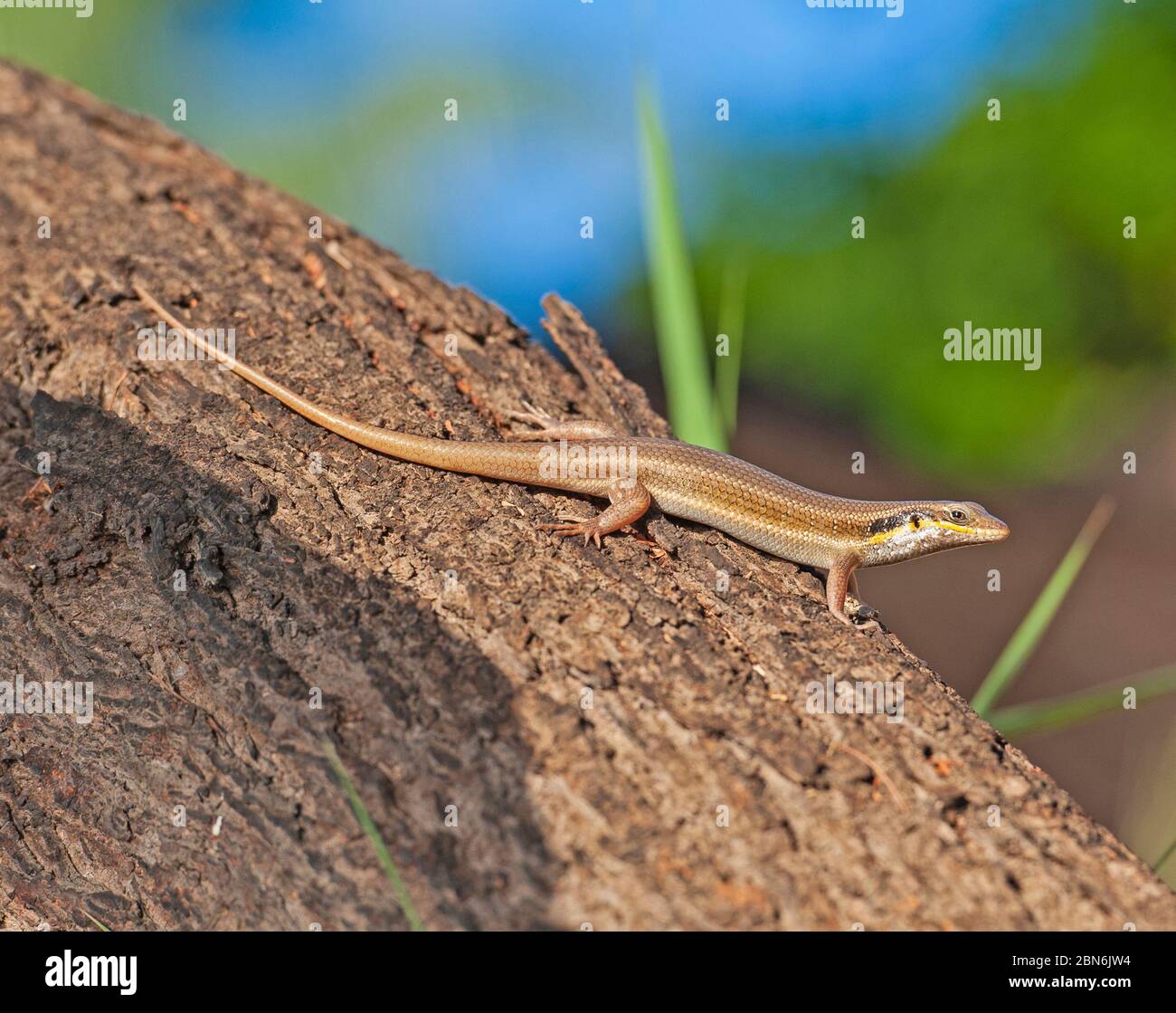 Cryptoblepharus egeriae hi-res stock photography and images - Alamy