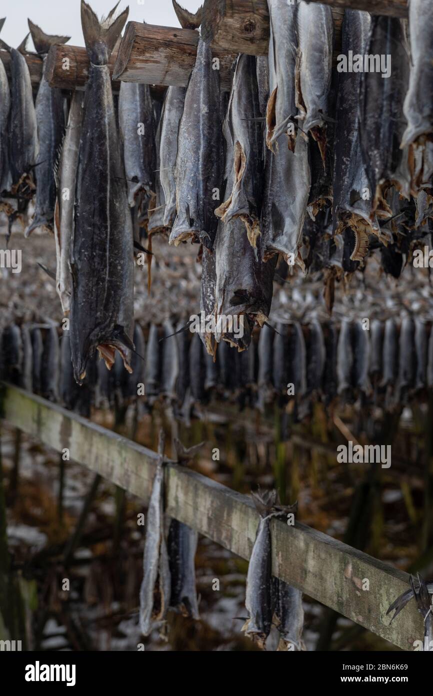 Drying cod fish without heads on wooden racks. Winter season for fishing. Stochfish drying in cold, winter wind on open air Stock Photo