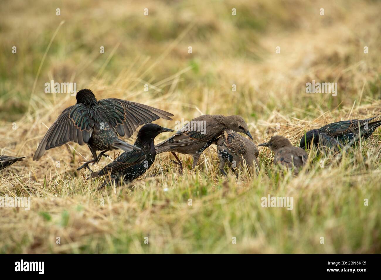 BIRD. Starlings, small group feeding in long grass, Kent UK Stock Photo